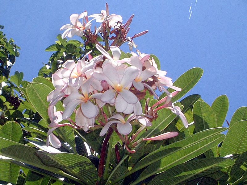 �v�������A(Plumeria)